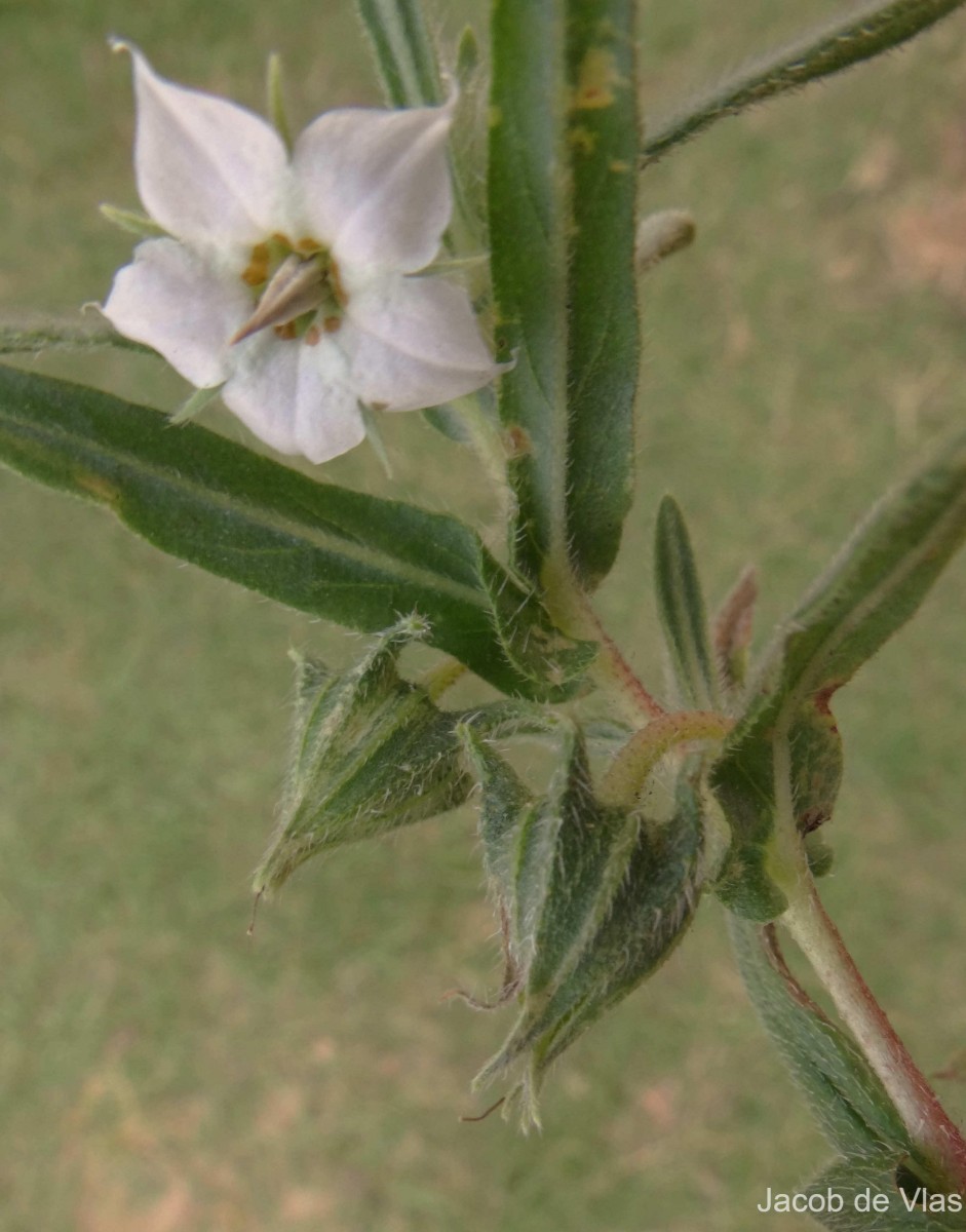 Trichodesma indicum (L.) Sm.